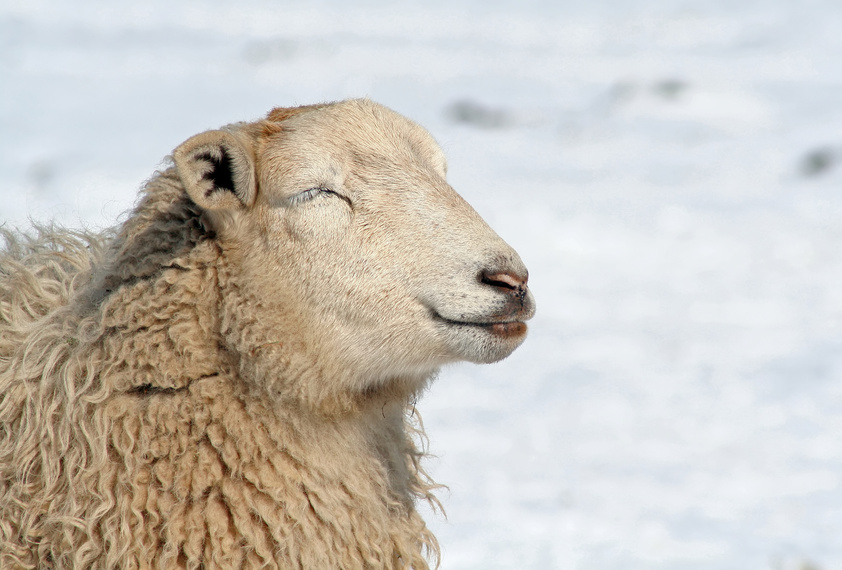 Schaf in der Wintersonne