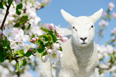 Cute white small sheep lamb standing between blooming apple tree blossoms